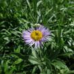 Turan nádherný 'Grandiflorus' - Erigeron speciosus 'Grandiflorus'