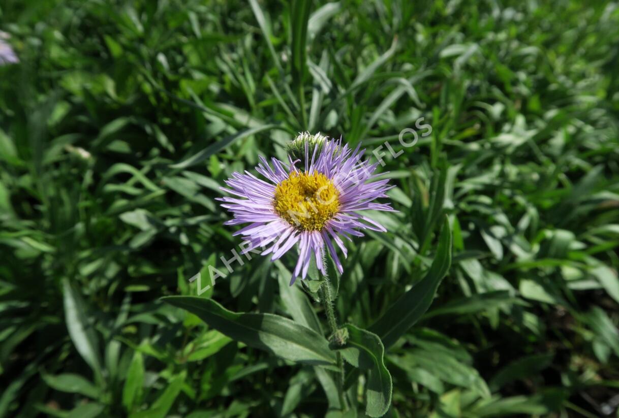 Turan nádherný 'Grandiflorus' - Erigeron speciosus 'Grandiflorus'
