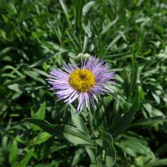 Turan nádherný 'Grandiflorus' - Erigeron speciosus 'Grandiflorus'