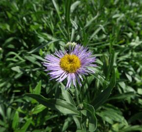 Turan nádherný 'Grandiflorus' - Erigeron speciosus 'Grandiflorus'