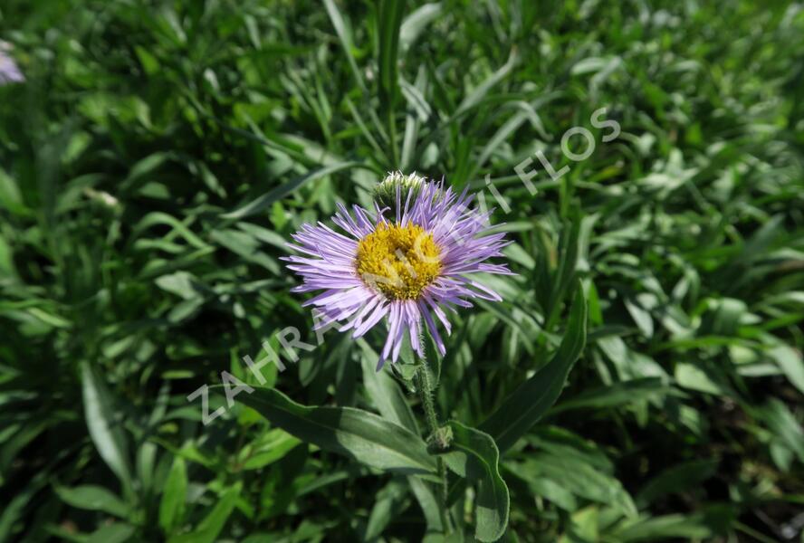 Turan nádherný 'Grandiflorus' - Erigeron speciosus 'Grandiflorus'