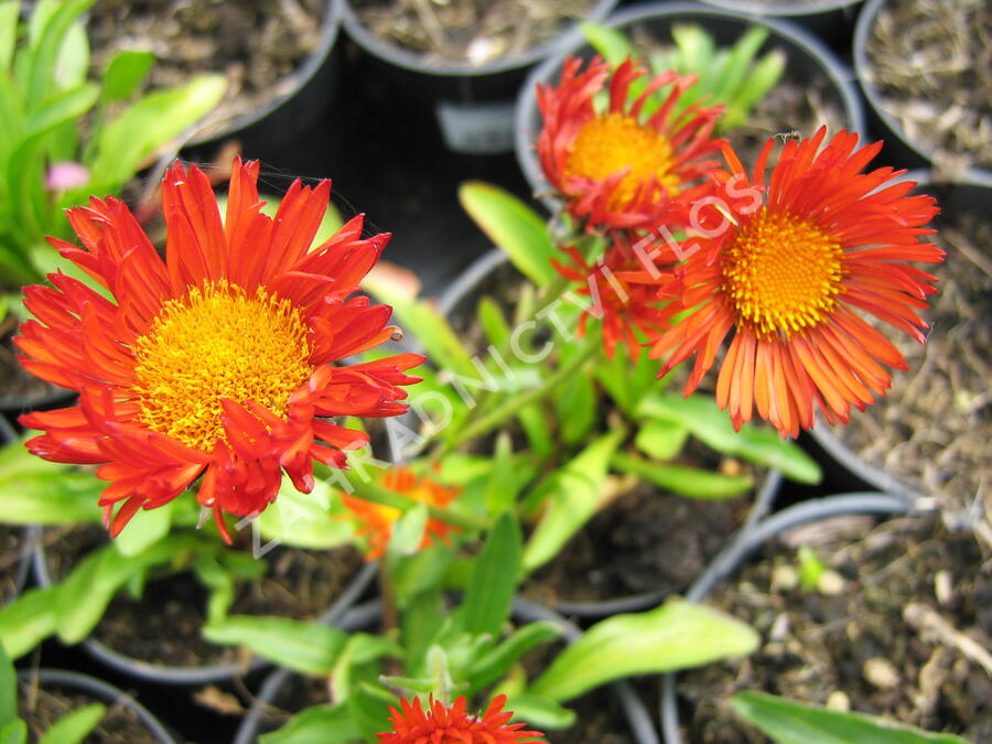 Turan zlatý - Erigeron aurantiacus