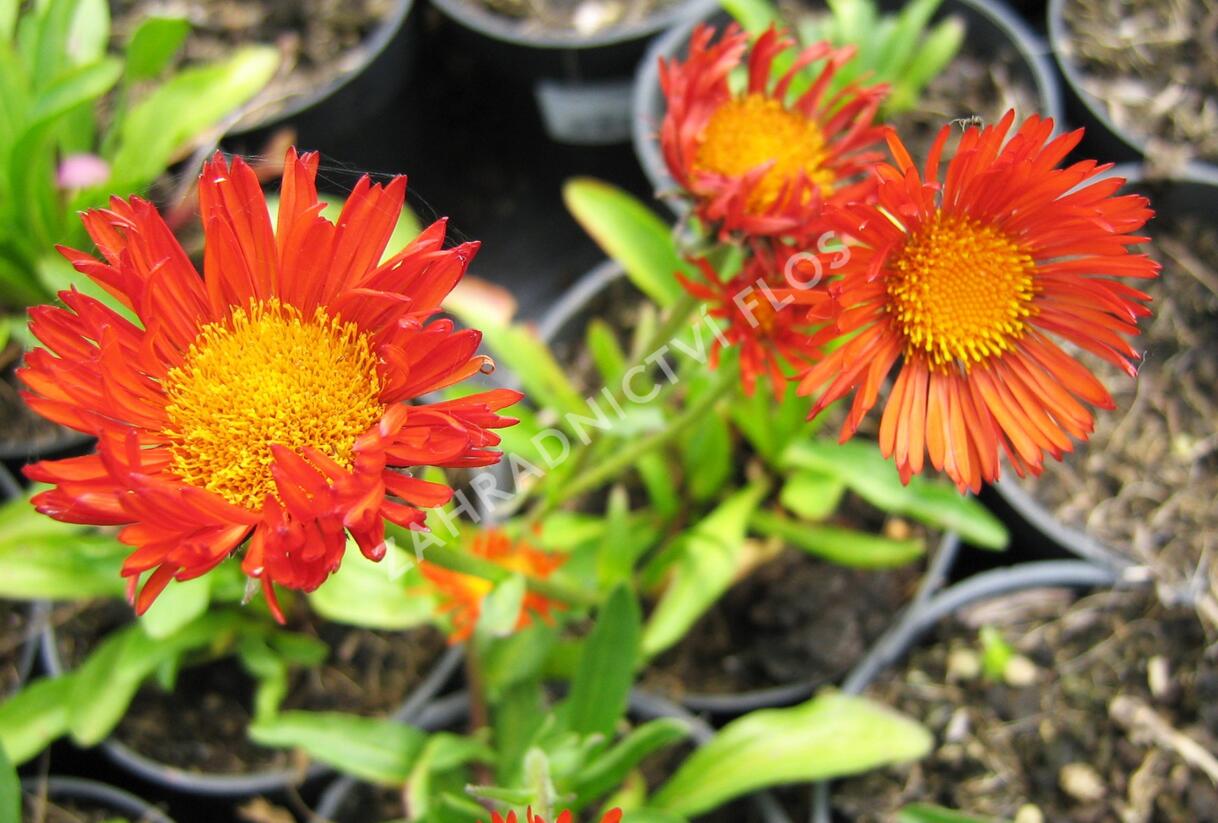 Turan zlatý - Erigeron aurantiacus