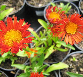 Turan zlatý - Erigeron aurantiacus