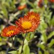 Turan zlatý - Erigeron aurantiacus