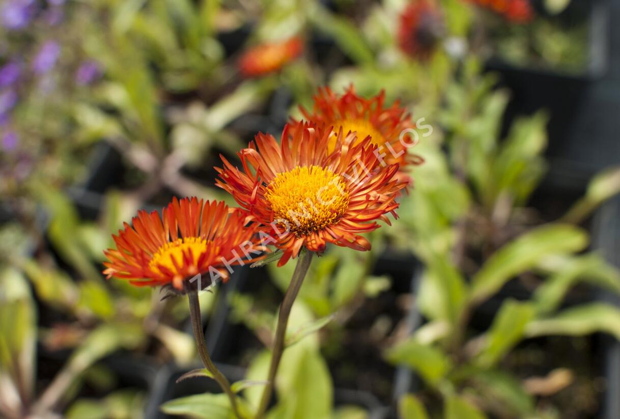 Turan zlatý - Erigeron aurantiacus