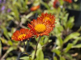 Turan zlatý - Erigeron aurantiacus