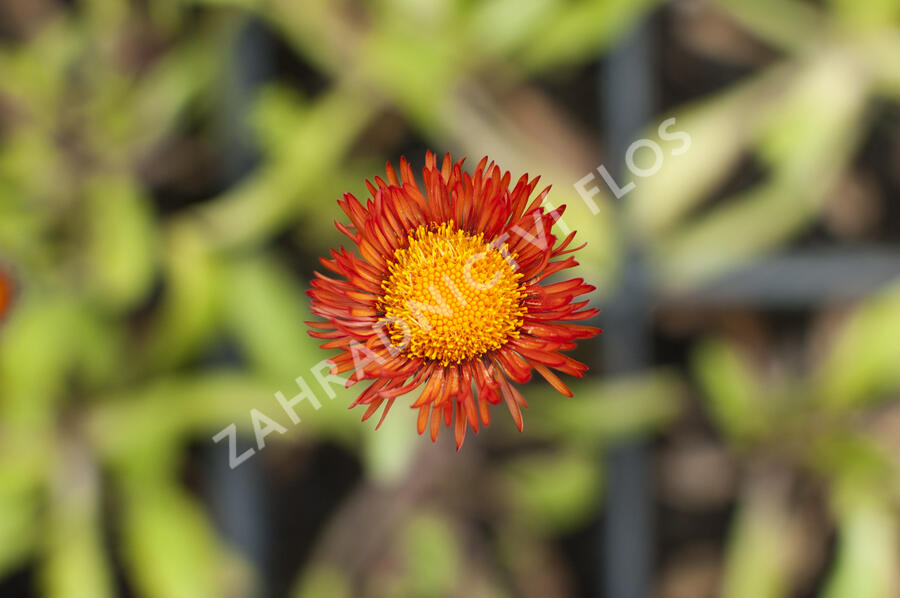 Turan zlatý - Erigeron aurantiacus