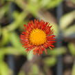 Turan zlatý - Erigeron aurantiacus