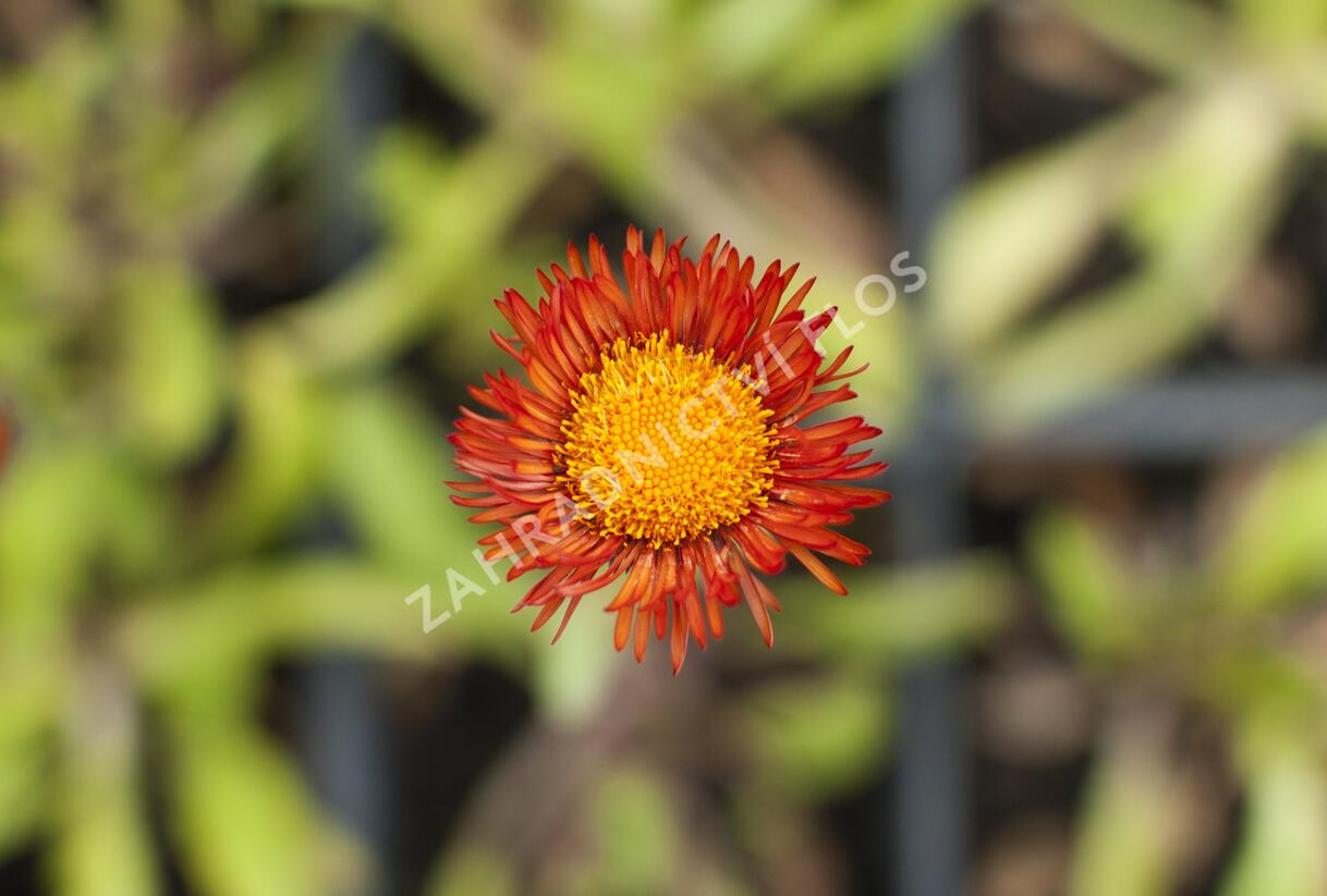 Turan zlatý - Erigeron aurantiacus