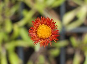 Turan zlatý - Erigeron aurantiacus