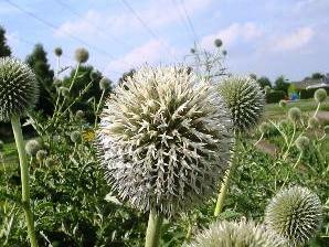 Bělotrn banátský 'Star Frost' - Echinops bannaticus 'Star Frost'