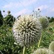 Bělotrn banátský 'Star Frost' - Echinops bannaticus 'Star Frost'