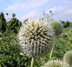 Bělotrn banátský 'Star Frost' - Echinops bannaticus 'Star Frost'