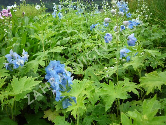 Ostrožka 'Summer Skies' - Delphinium Pacific 'Summer Skies'