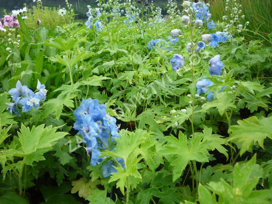 Ostrožka 'Summer Skies' - Delphinium Pacific 'Summer Skies'