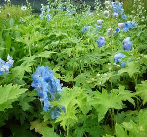 Ostrožka 'Summer Skies' - Delphinium Pacific 'Summer Skies'