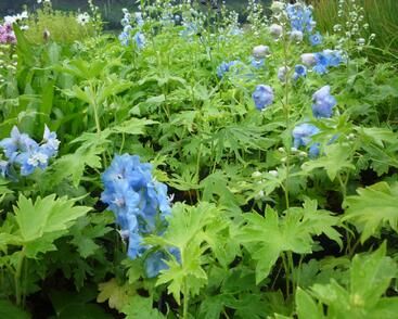 Ostrožka 'Summer Skies'