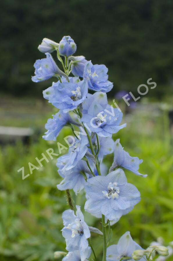 Ostrožka 'Summer Skies' - Delphinium Pacific 'Summer Skies'