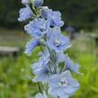 Ostrožka 'Summer Skies' - Delphinium Pacific 'Summer Skies'