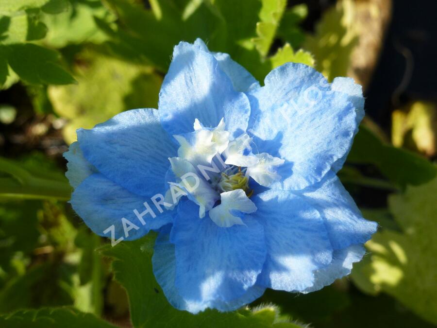 Ostrožka 'Summer Skies' - Delphinium Pacific 'Summer Skies'