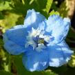 Ostrožka 'Summer Skies' - Delphinium Pacific 'Summer Skies'