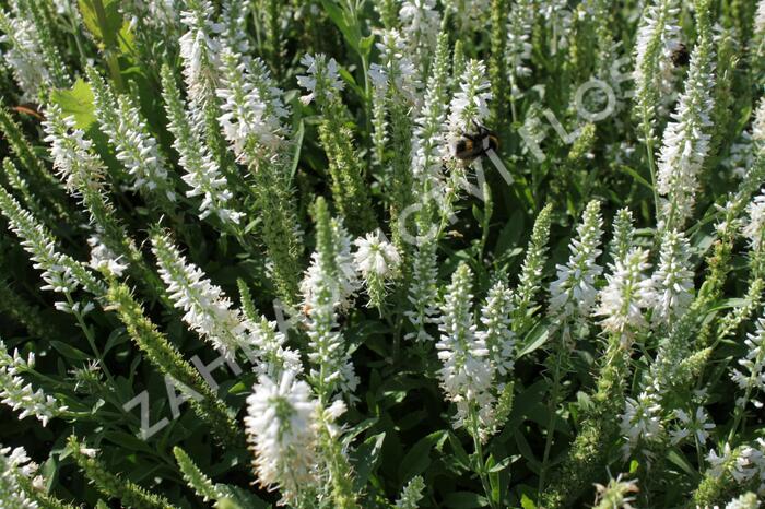 Rozrazil klasnatý 'Younique Baby White' - Veronica spicata 'Younique Baby White'