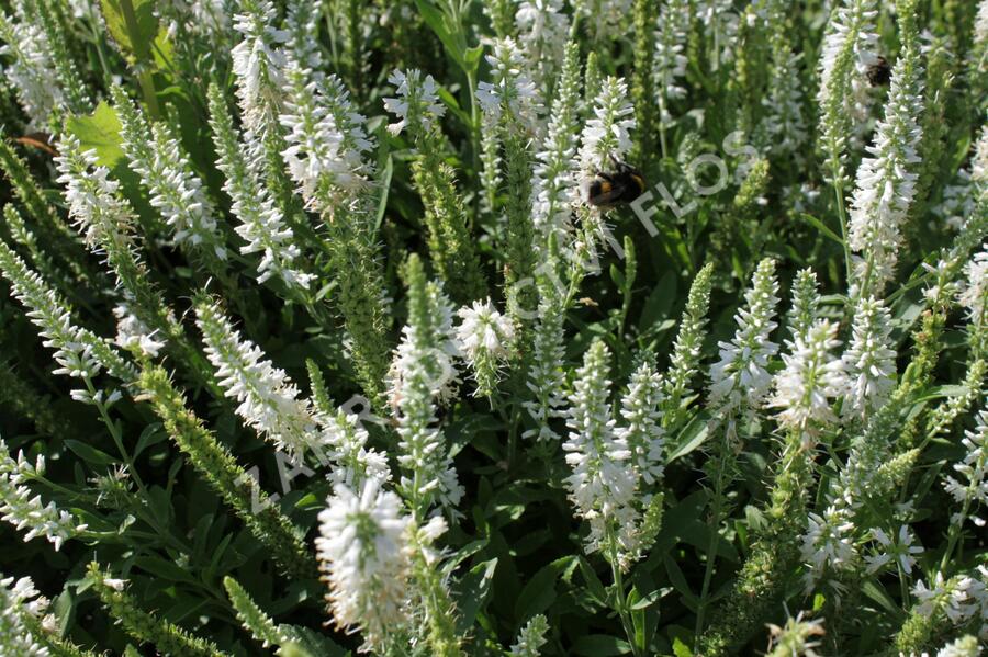 Rozrazil klasnatý 'Younique Baby White' - Veronica spicata 'Younique Baby White'