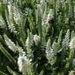 Rozrazil klasnatý 'Younique Baby White' - Veronica spicata 'Younique Baby White'