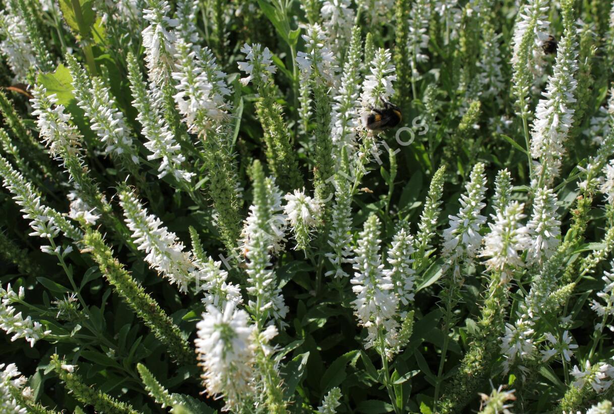 Rozrazil klasnatý 'Younique Baby White' - Veronica spicata 'Younique Baby White'