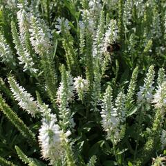 Rozrazil klasnatý 'Younique Baby White' - Veronica spicata 'Younique Baby White'