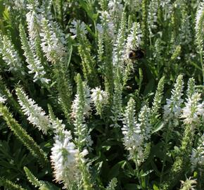 Rozrazil klasnatý 'Younique Baby White' - Veronica spicata 'Younique Baby White'