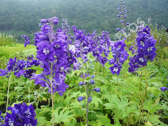 Ostrožka 'King Arthur' - Delphinium Pacific 'King Arthur'