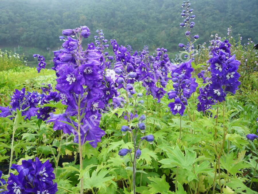 Ostrožka 'King Arthur' - Delphinium Pacific 'King Arthur'