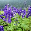 Ostrožka 'King Arthur' - Delphinium Pacific 'King Arthur'