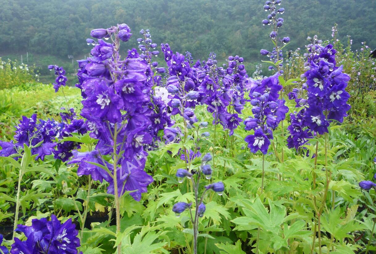 Ostrožka 'King Arthur' - Delphinium Pacific 'King Arthur'