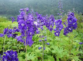 Ostrožka 'King Arthur' - Delphinium Pacific 'King Arthur'