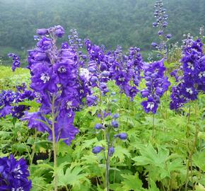 Ostrožka 'King Arthur' - Delphinium Pacific 'King Arthur'