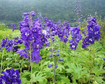 Ostrožka 'King Arthur'