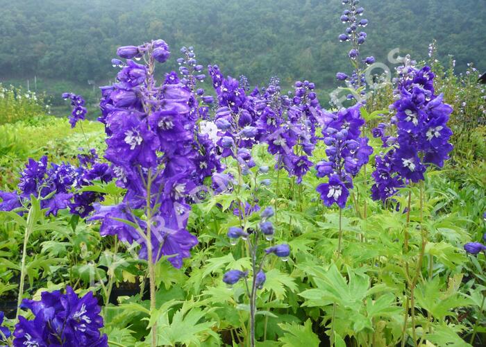 Ostrožka 'King Arthur' - Delphinium Pacific 'King Arthur'