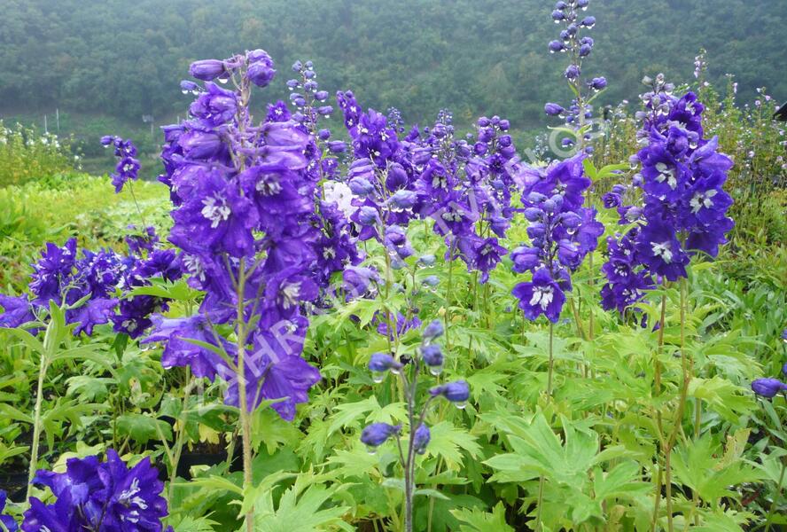 Ostrožka 'King Arthur' - Delphinium Pacific 'King Arthur'