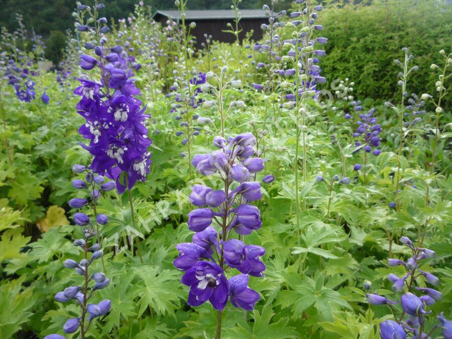 Ostrožka 'King Arthur' - Delphinium Pacific 'King Arthur'