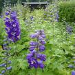 Ostrožka 'King Arthur' - Delphinium Pacific 'King Arthur'