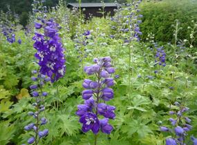 Ostrožka 'King Arthur' - Delphinium Pacific 'King Arthur'