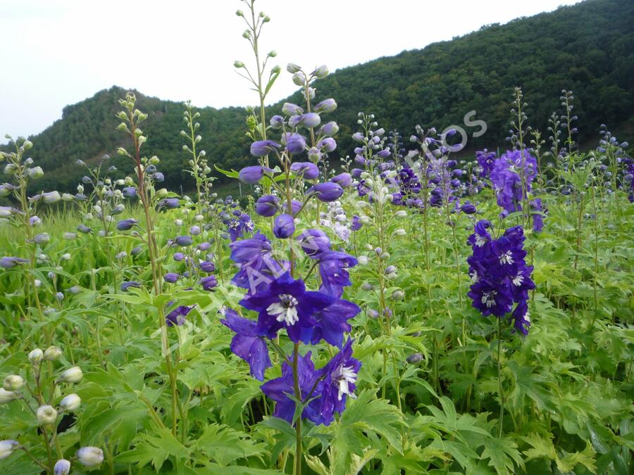 Ostrožka 'King Arthur' - Delphinium Pacific 'King Arthur'