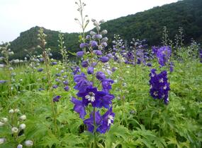 Ostrožka 'King Arthur' - Delphinium Pacific 'King Arthur'