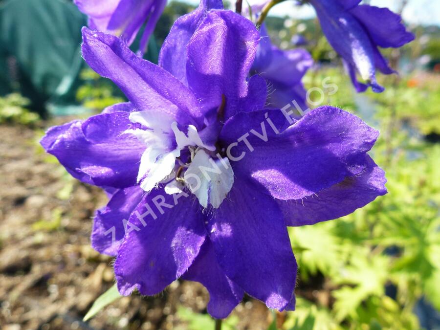 Ostrožka 'King Arthur' - Delphinium Pacific 'King Arthur'