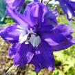Ostrožka 'King Arthur' - Delphinium Pacific 'King Arthur'