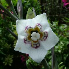 Asijský zvonek - Codonopsis clematidea
