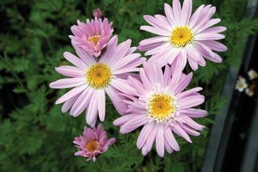 Kopretina šarlatová 'Robinson Rosa' - Chrysanthemum coccineum 'Robinson Rosa'